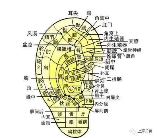 长寿秘诀耳朵沉了(耳朵大长寿耳朵小短命)