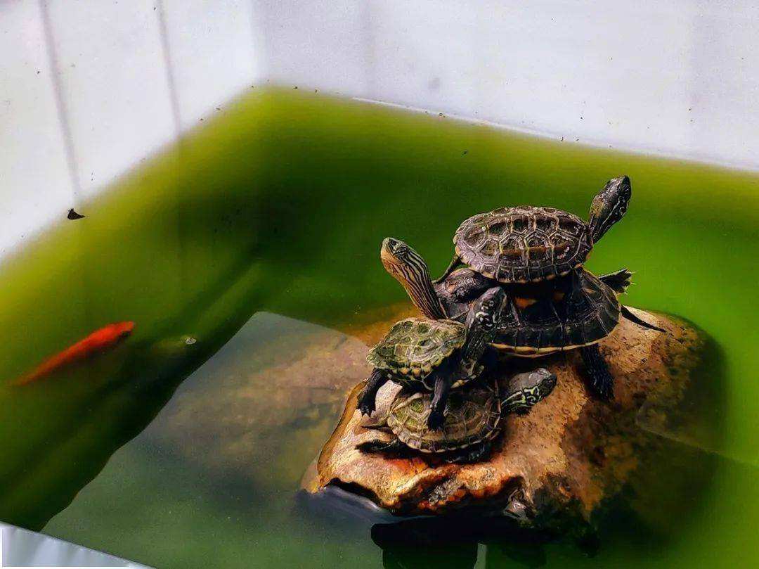 乌龟长寿养生秘诀(乌龟长寿的秘诀是什么)
