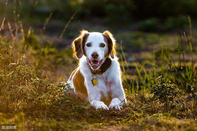 大型犬长寿的秘诀(狗狗长寿的50个秘诀)