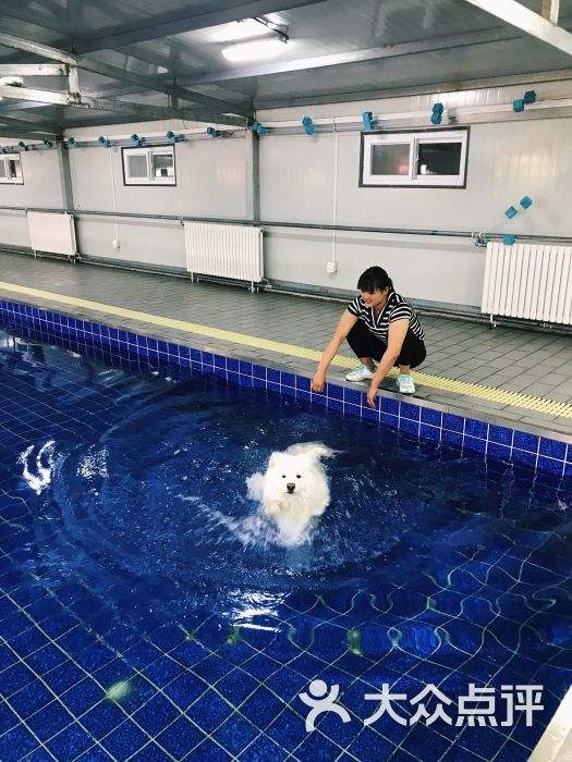 长寿菩堤树下水上乐园(长寿菩提树下游泳池门票)