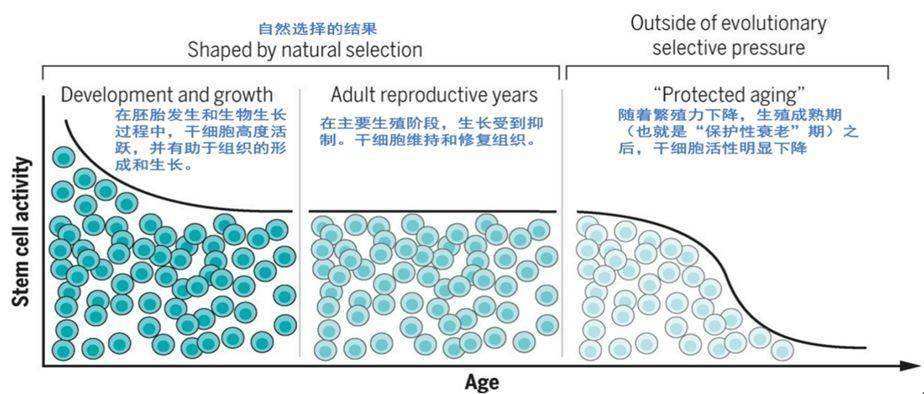 世卫组织评选长寿秘诀(世界卫生组织最长寿秘诀)