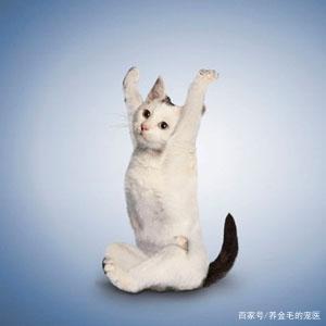 猫猫长寿秘诀(让猫咪长寿的50个秘诀)