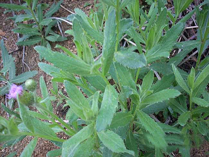 农村野菜长寿秘诀(农村常见100种野菜)