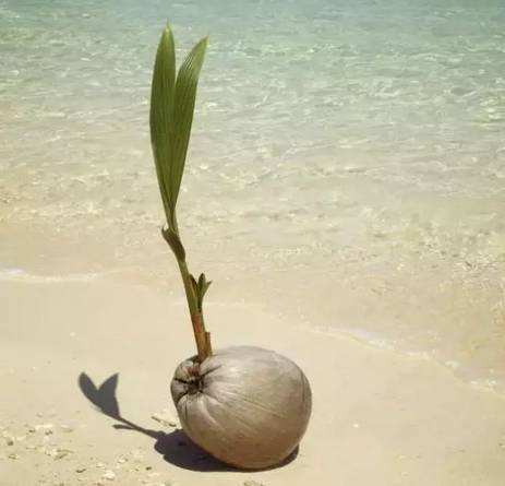 海南人长寿的秘诀椰子水(海南椰子对身体有什么作用)